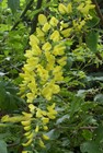 Golden Chain Tree 50 Seeds  Hardy  Fast Growing Tree  Laburnum Anagyroides