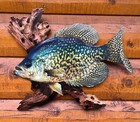 18  Black Crappie Replica Scene 2d Flat Metal Crappie Rustic Cabin Decor