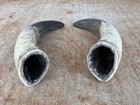 Steer Horns 8 Inch Bull Cow  one Pair Only  Scrimshaw