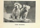 Sealyham Terrier  p  - Custom Matted - 1931 Vintage Dog Art Print