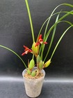 Variegated Maxillaria Tenuifolia Fragrant Orchid Species In Flower