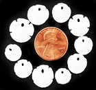 24 Very Tiny White Florida Sand Dollars  tiny Size  1 2 - 3 4   Beach Wedding