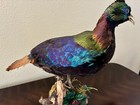 Himalayan Monal Pheasant Mount  Extremely Rare Specimen