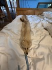 Fur-mink-tanned Mink Fur Pelt Sets  w  Tail Fur 