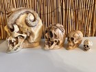 4 Ea  Vintage Randotti Skulls Snake Skull  Spider Skull  Pixie Skull And Small S
