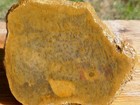 Tcr Petrified Palm  highly Agatized  Agate jasper lapidary Rough Slab 198 Grams