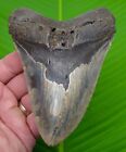 5   1 2    Megalodon Shark Tooth  Real Fossil - W  Display Stand No Restorations