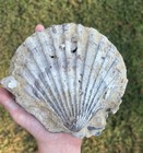 Large 6  Paired Fossil Scallop Seashell Chesapecten Va Megalodon Era Decor