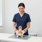 Postpartum Pelvis Teaching Model Recovery Training For Medical Facility