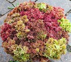 A 1 2 Gallon Sampler Live Sphagnum Moss Crisp And Fuzzy  Fresh Cleaned Maine 