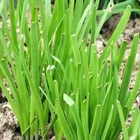 Garlic Chives Seeds    Non-gmo Chives Seeds   Fresh Heirloom Garden Seeds