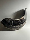 Rams Horn Polished Shofar 13  Black Marble Color - Receive Shofar In The Picture
