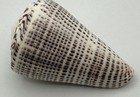 Mesmerizing Pattern Conus Leopardus Leopard Cone 71mm Collector Specimen