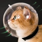 Breathable Sturdy Muzzle Mask Cat Head Cover Space Hood Ball Shaped Kitten Prote