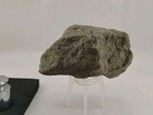 Suspected Terror Bird Permineralized Fossil 