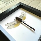 Green Emperor Dragonfly  anax Gibbosulus  Shadow Box Frame Display Beetle Insect