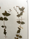 Antique Herbarium Pressed Botanical Specimen 1900s Birds Eye 15  X 10 