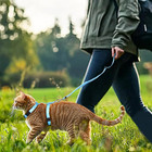 Cat Harness And Leash Set Lightweight Adjustable Escape-proof Soft Kitten