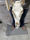 Wild 12 Point Whitetail Deer Antler Rack Horn Skull European Mount 116  Cabin 
