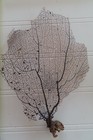 3- Natural Sea Fan - Coral - Sea Whip - Free Shipping 6 5x5  5 5x4 5  7x5  In 