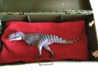 Meraxes Theropod Dinosaur Prehistoric Figure Model Pnso W free Storage Box