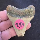 2 54 Inch Real Megalodon Shark Tooth Fossil Giant  Prehistoric Meg Teeth  0075