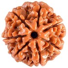 7 Mukhi Nepali Rudraksha Natural Certified Unisex Positive Energy Pendant Bead