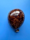 100 5mm   Cypraea Tigris  F     Special Brown Color   Beautiful Shell