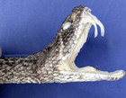 Western Rattlesnake Head With Open Mouth And Fangs Taxidermy  h263