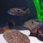 Volcanic Large Aquarium Rocks Gravel Tank Material