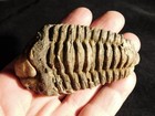 Big  460 Million Year Old  Flexicalymene Trilobite Fossil Morocco 116gr