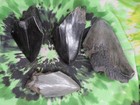Megalodon Sharks Teeth 4 No Restorations Fossil Sharks Teeth Tooth