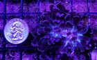 Wysiwyg 1 Head Purple Branching Hammer Coral Live Frag - Free Ship