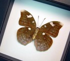Framed Butterfly Bebearia Sp Verso Green Leaf Mimic Classic Black Display 