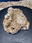  67  Silicified Sponge Fossil Stromatoporoid  Ordovician 450  Million Years Old 
