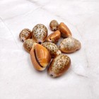 Honey Cowrie Seashells Polished Naria Helvola  10 Shells Approx  0 5  Inches 