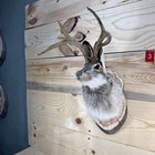       authentic Jackalope Taxidermy Mount     Original Wyoming Folk Art     Lodge Decor
