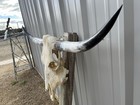 Longhorn Steer Skull 3 Feet 9 1 2 Inch Wide Polished Bull Horn Mounted Cow Head