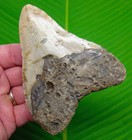 Megalodon Shark Tooth  4 48    Real Fossil Sharks Teeth Xl Big - No Restorations 