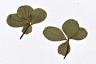 Vintage Pair Of Real Pressed Lucky 4 Leaf Clover  Clovers