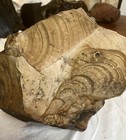 17 86 Lb Biggs Picture Jasper  Lapidary Rough From Biggs  Oregon