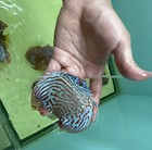 Pack Of 1 Live Discus Fish - High Body Red Tiger  - Size 3 5 - 4 In -usa Stock