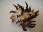 Wow Spines   hexaplex Cichoreum W o 117 1mm philippine Seashell