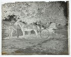 Antique Glass Plate Photo Negative - Man With Horse And Buggy