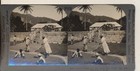 Drying Cocoa Under The Sun Dominica British West Indies Keystone Stereoview 1900