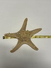 Large Vintage Genuine Real Starfish