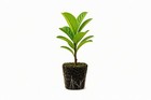 Celestial Fig Tree Live Plant-  1 Plant Ficus Carica     High-yield Live Plantea