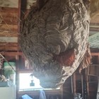 Large Papery Paper Wasp hornet Hanging Nest - Paper Nest