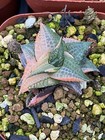 Raresucculent Plant Haworthia Tesselata Variegated Garden D  cor Boutique  