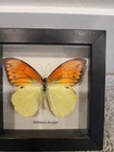 Vintage Real Butterfly Display Taxidermy lot Of 2 Display Frames   L  k 